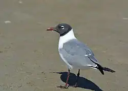 Summer (breeding) plumage includes black head and dark red bill