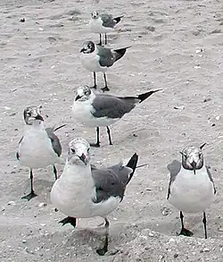 Adult in winter plumage