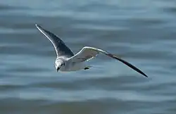 Adult in winter plumage in flight