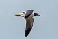 Adult summer plumage, in flight