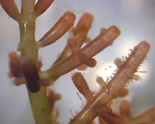 Laurencia sp. (Florideophyceae: Ceramiales)