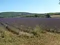 Lavender field on the Albion plateau.