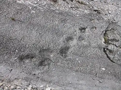Dinosaur footprints at Lavini di Marco.