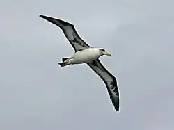 At Kilauea Point on Kauai, Hawaii