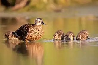Laysan duck with ducklings