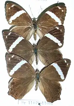 Specimens, Malay Peninsula, showing upperside