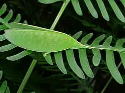 Katydid Pseudophyllus titan, Asia