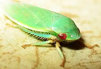 Gyponana from Arizona