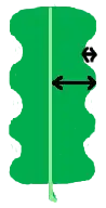 pinnately-cleft