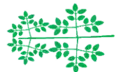 tripinnate