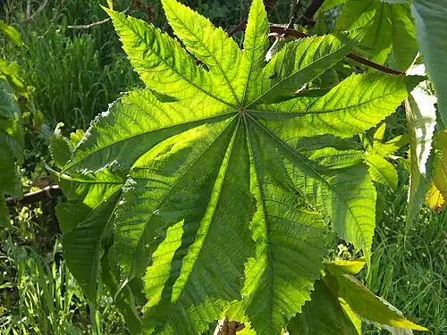 Leaf