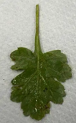 Leaf of Urtica dioica