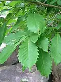 Leaves
