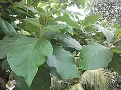 Leaves of teak in Nilambur, Kerala