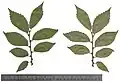 Pressed leaves, August
