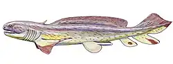 The xenacanth Lebachacanthus senckenbergianus