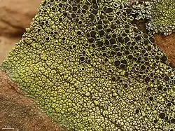 Rock-dwelling crustose lichen with numerous dark apothecia