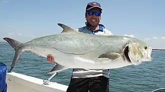 Showing size