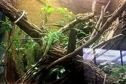 Fiji banded iguana