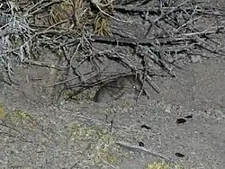 Gray vole