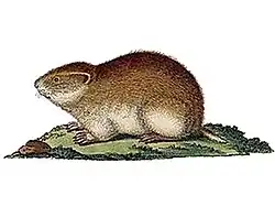 Drawing of brown lemming