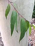 Adult leaves
