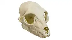 Skull of a ring-tailed lemur
