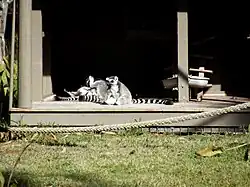 Ring-tailed lemurs