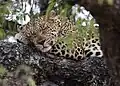 A leopard resting in a tree using a leg as a pillow