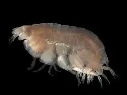 Lepidepecreum longicorne (Amphilochidea: Lysianassidae)