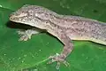 Nicaragua