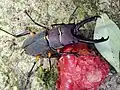Leptinopterus femoratus, Brazil