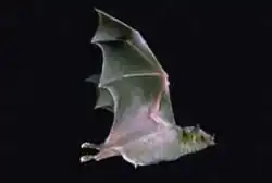 Brown bat