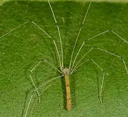 female L. gracilis