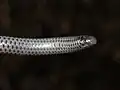 Close up shot of L. scutifrons