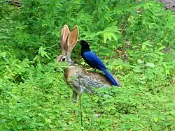 A a bird sitting on top of a jackrabbit in dense foliage