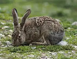A hare with its nose to the ground eating grass