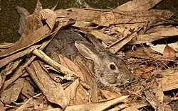 Brown hare in leaves