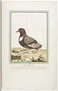 Pigeon with two extra lower limbs