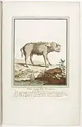 Pig from Martinique, 1775