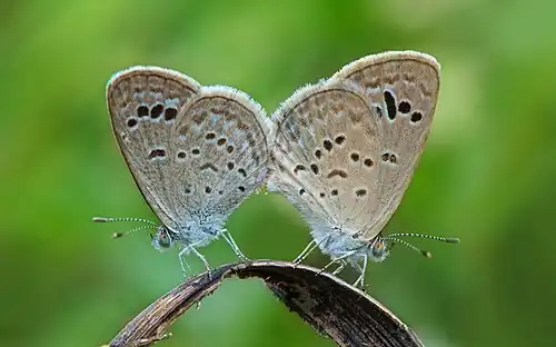Z. o. indica, mating, India