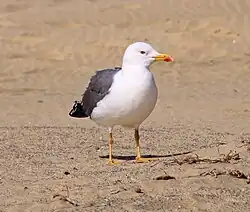 Lesser black-backed gull, Fuerteventura