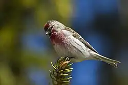 Redpoll, Aosta Valley