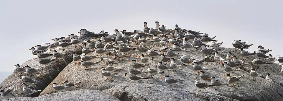 Lesser crested terns at Muzhappilangad beach