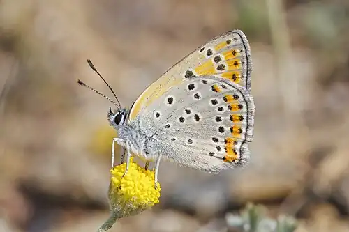 male