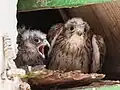 Chicks of the lesser kestrel