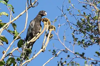 A brown parrot with blue-tipped wings