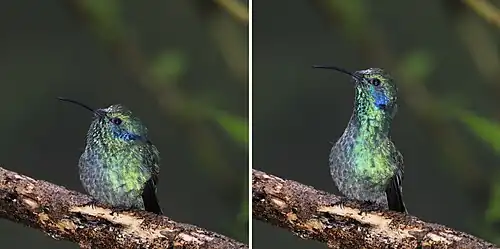 C. c. cabanidis showing neck stretching Panama