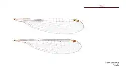 Photo of female wings