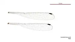 Male wings